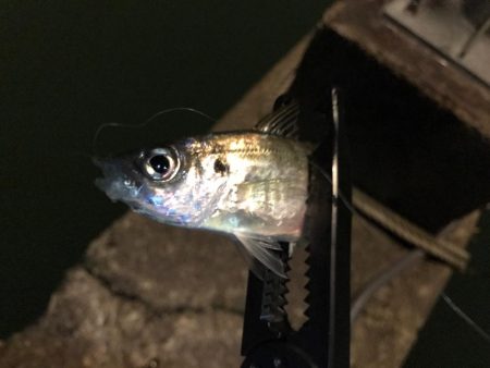 仕事帰りアジング