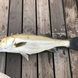 久々の良サイズ！