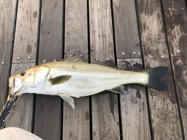 久々の良サイズ！