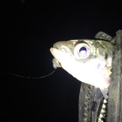 久しぶりにアジング