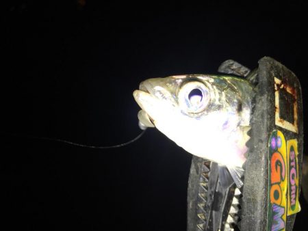 久しぶりにアジング