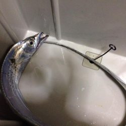 またまた一匹…