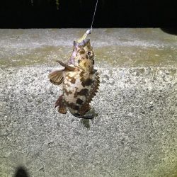 ガシラ狙いアジ狙い