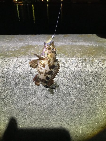 ガシラ狙いアジ狙い