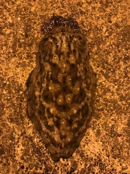 ナイトエギング‼︎