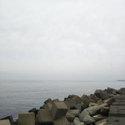 またまたイナダ