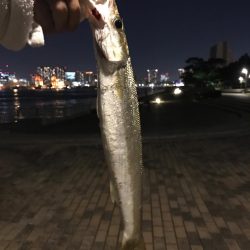 シーバス＆カマス