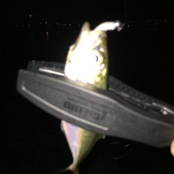 アジング…ついでに…