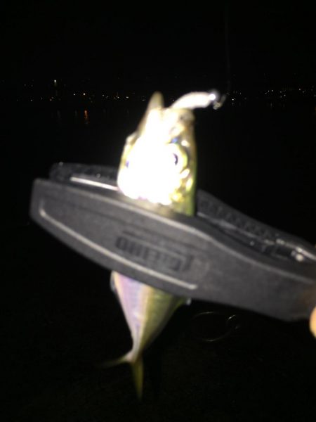 アジング…ついでに…