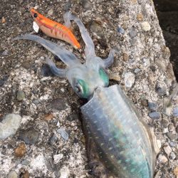 田ノ浦エギング