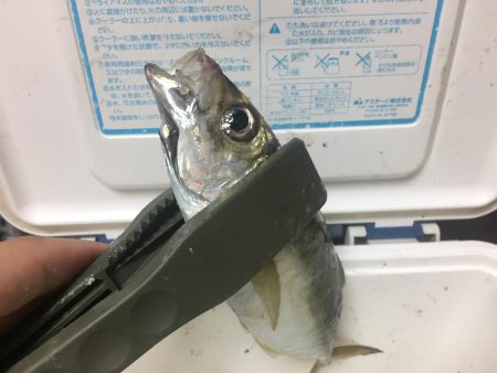 短時間アジング調査！