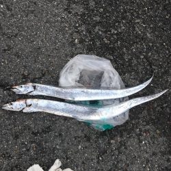 タチウオ釣りリベンジ