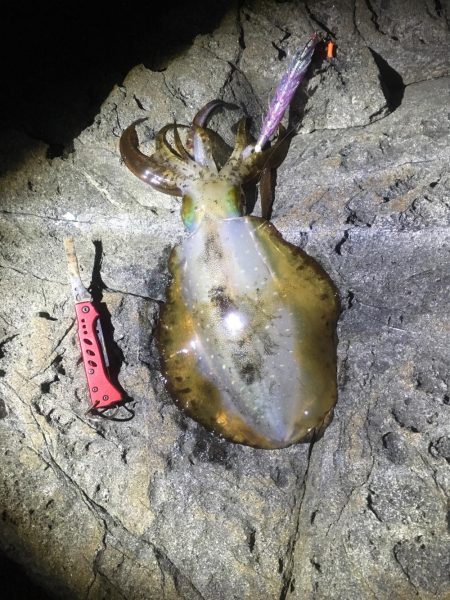 今年の和歌山初釣行は撃沈