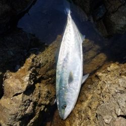 青物は遠い。。。