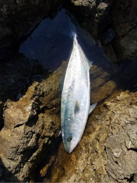 青物は遠い。。。