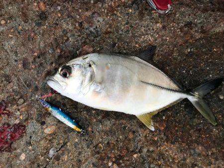 タチウオ、大カマス、絶好調です！