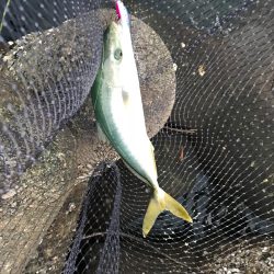 デイシーバス&ハマチ