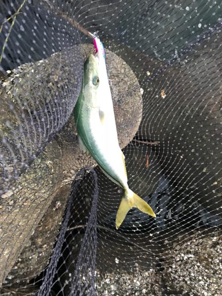 デイシーバス&ハマチ