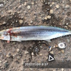 鳥がおらん状況でサゴシ