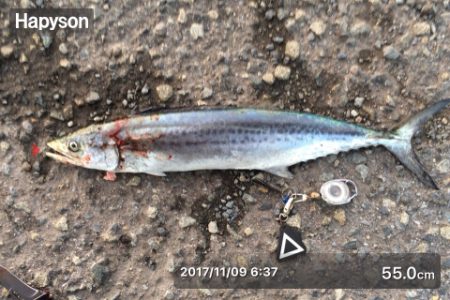 鳥がおらん状況でサゴシ