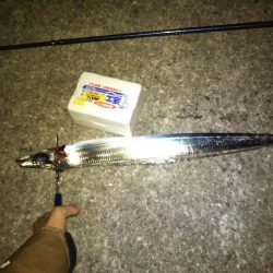 昨日リベンジ太刀魚調査