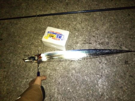 昨日リベンジ太刀魚調査