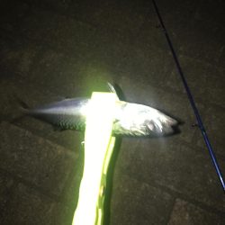 アジング最近渋い