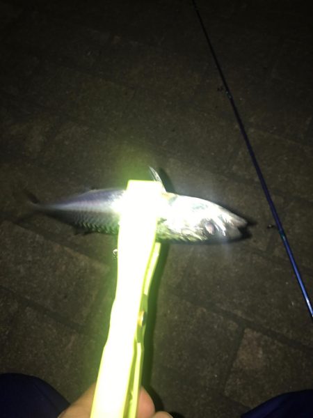 アジング最近渋い