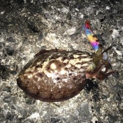 東二見のアオリイカナイト調査