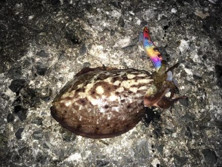 東二見のアオリイカナイト調査