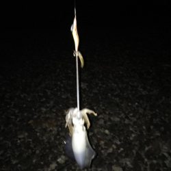 大里松原海岸 イカ2 スマガツオ2