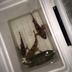 仕事帰りにちょこっとメバリング