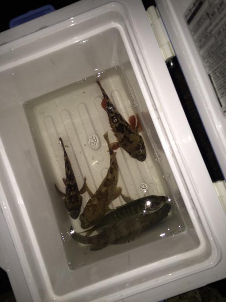 仕事帰りにちょこっとメバリング