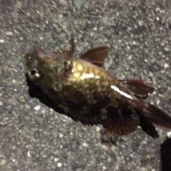 ガシリングになりました