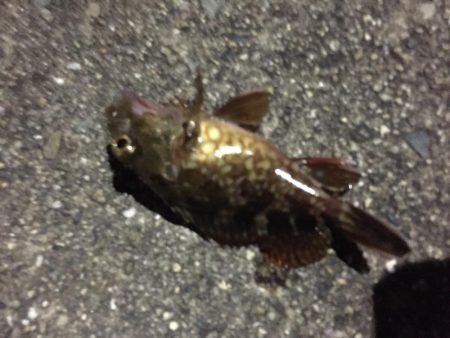 ガシリングになりました