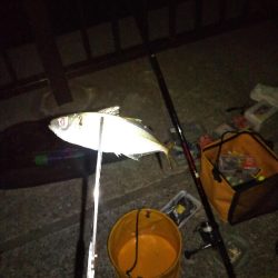 またもやオレだけ太刀魚釣れない…