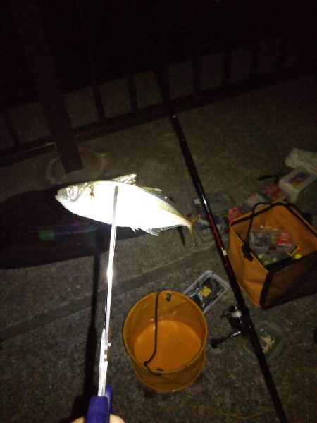 またもやオレだけ太刀魚釣れない…