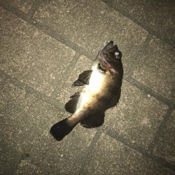 アジングでいいメバル