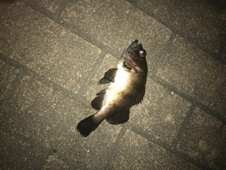 アジングでいいメバル