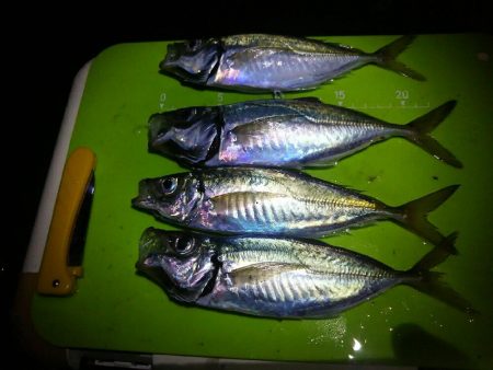 良形アジ22～24センチ級