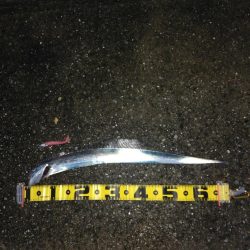 11月11日にタチウオ1本