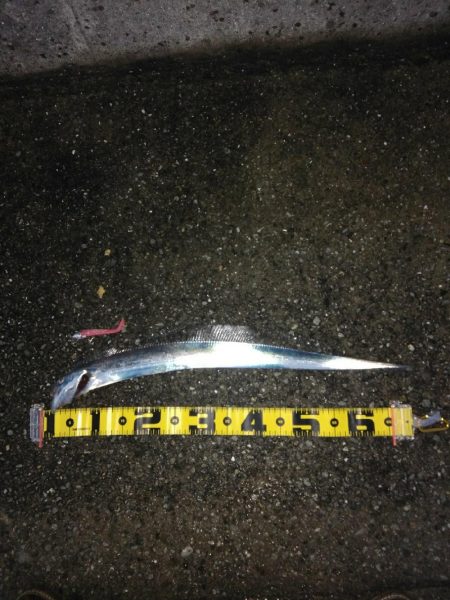 11月11日にタチウオ1本