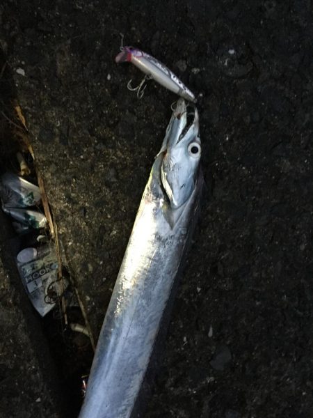 タチウオきたー