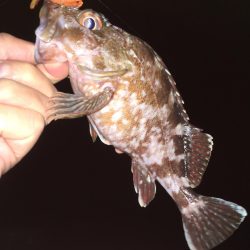 ワームでガシラ