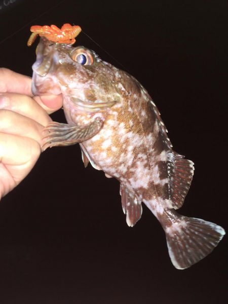 ワームでガシラ