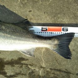 阿南市の那賀川河口でシーバス