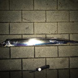 豪雨、爆風…  釣果は？