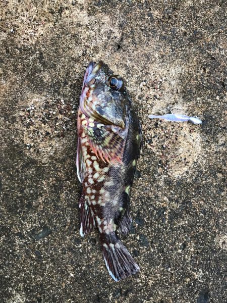 メバダート1インチ青色。