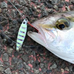 防波堤からイナダ（ハマチ）