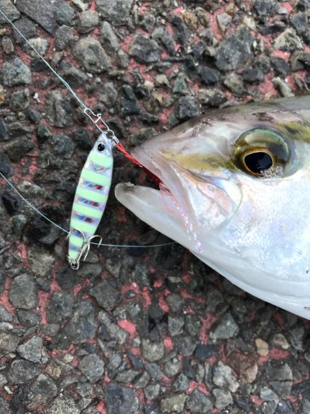 防波堤からイナダ（ハマチ）